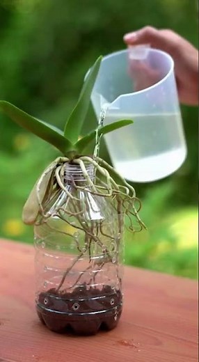 Bouturer une orchidée à la maison la méthode simple qui marche sur presque toutes les variétés