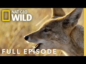 The Pale Pack (Full Episode) | Savage Kingdom