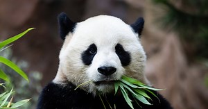 Video: Giant pandas arrive at San Diego Zoo, the first in 21 years