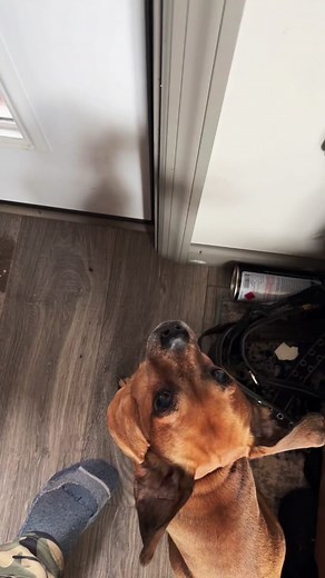 #Theoneandonlyminion #farmdog #smalldog #narrowayhomestead #homesteadtoktok #offgridlife #aslandog #boz