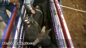 1.5K views · 126 reactions | BSN’s Archive Bull presented by...