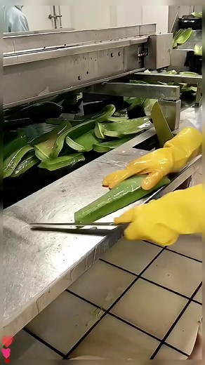 Efficient Food Processing of Green Leafy Vegetables