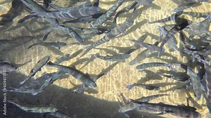 Trout farming in the fish pond, breeding freshwater fish in clear and cold water from a mountain stream, underwater footage