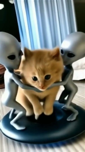 Cute cat gets taken by alien #cutecats #cat #shorts #shortvideo