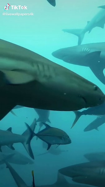 Shark Live Wallpaper - Mesmerizing Underwater Beauty