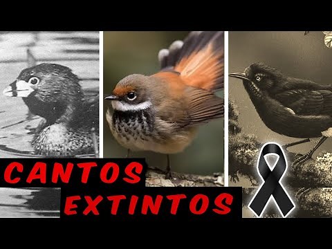 10 SONGS OF EXTINCT BIRD 🐦☠️ They will never be heard again🔇
