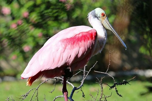 Bukan Hanya Flamingo, Inilah 5 Jenis Burung dengan Bulu Merah Muda - Bobo
