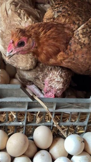 Crazy moment - Fight for hatching eggs