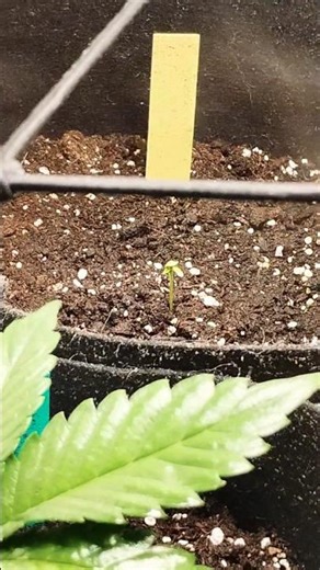 Week 4 Mark Lollipoped Top Dressed My Bigger Plant & 1 Northern Light Big Bud Sprouted Video Update!