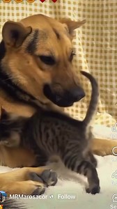 Brave Cat | Robbie The Problem Cat