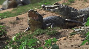 308K views · 199 reactions | The rules of #TheWheel are simple - Survive! | The Wheel | Facebook