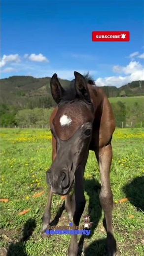 Beautiful Foal: The Pure Grace and Beauty of the Equine World [Nature & Animals]