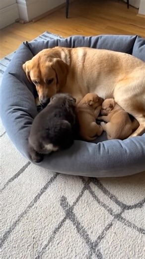 Heartwarming Animal Bonding A bear cub finds a new home with a loving dog family. #fblifestyle #AI Generated using Kling AI . . . (For entertainment purposes only. Consult professionals if guidance on activities is presented. No brand affiliation is implied if any are shown. If inspired by true events, creative adaptations may be included. Content may include public footage.) | Fabiosa - Live easy