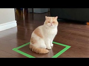 Cat Tape Square Trick
