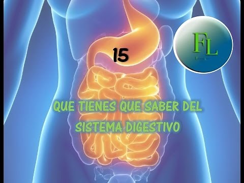 15 things you need to know about the digestive system