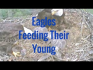 Eagles Feeding Their Young
