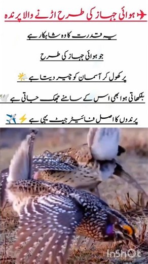 The Bird That Flies Like an Airplane #trending #viral #shorts #birdworld #flycatcher