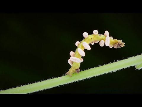 Caterpillar Infested With Mind Controlling Wasp Larvae