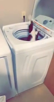 8.9K views · 83 reactions | When this cat sees its owner throwing clothes into the washing machine, it can't help but join in on the fun! | Rumble Cats | Facebook