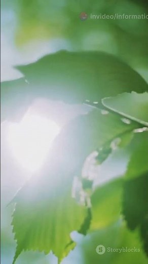 Qué es la fotosíntesis: explicación fácil y detallada 🌱🌞