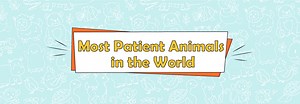 Most Patient Animals in the World - LearningMole