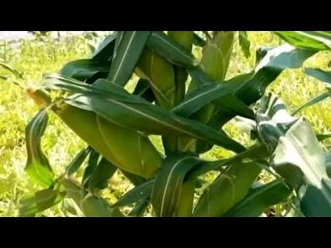 Zero Tillage till harvest a strategy in maize farming for greater productivity