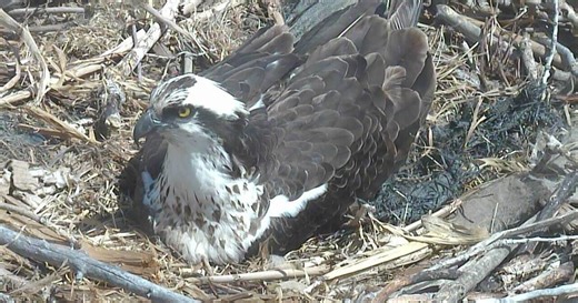 Have you checked out Boulder County’s osprey nest livestream? Bird enthusiasts are watching around the clock