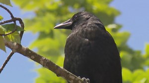 What you need to know about dive-bombing crows