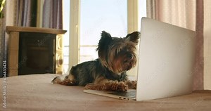 Funny, cute yorkshire terrier dog using laptop. Dog freelancer working from home. Lying on bed, watching intersting content on laptop. Funny dog laptop concept. Dog looking at screen. Cozy home