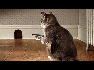 This Cat Will Shock You With Its Intelligence | Smartest Cat Breeds Explained