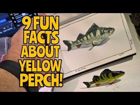 Sketching and chatting about Yellow Perch