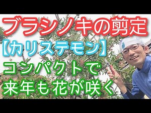 [Pruning the Bottlebrush Tree (Kinpouju)] How to maintain the size and keep the tree blooming the...
