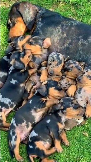Dachshund mom cuddles with her adorable puppies 🥰❤️🐾 #dachshund #puppies