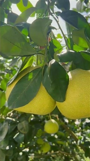 Pomelo Bikin Ngiler! Jeruk Bali Segar dan Lebat Banget #Shorts #amazing #nature #gardening