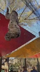 121K views · 500 reactions | Lolohi (two-toed sloth) and Libby...