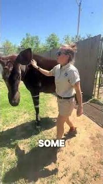 Have you heard of the okapi?