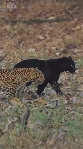 Wild Cat Kingdom on Instagram: "Did you know? Black panthers and leopards are actually the same species—the panther’s black coat is due to a rare genetic trait called melanism! 🖤🐆 Watch these two stunning big cats walk side by side, showcasing both the classic spotted coat and the sleek black fur. Fewer than 250 black panthers are believed to remain in the wild, making sightings like these incredibly rare.#wildlife #nature #blackpanther #leopard #bigcats #reels #AnimalsofInstagra