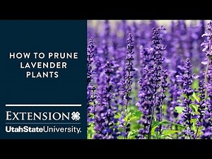 How to Prune Lavender