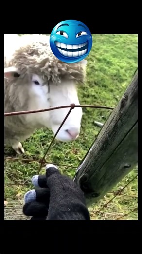 Funny sheep