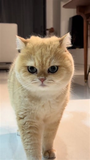 Eren on Instagram: "You’re back from hunting, huh? 😼🎯 ‎. ‎#funnycat #crazycat #catmoments #meowtime #catantics #petreels #catattack #catworld #catsdoingthings #sillycat"