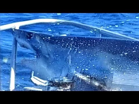 Huge shark jumps onto a fishing vessel in New Zealand | "It's on the boat!"