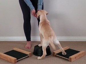 Pivot   Step Up: Beginner