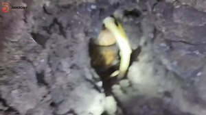 248K views · 2.2K reactions | صيد صعب جدا لكوبرا من داخل جحرها . Naja haje #Wild_life #Snake_hunting | احمد رجب الدكرونی Snake Hunter | Facebook