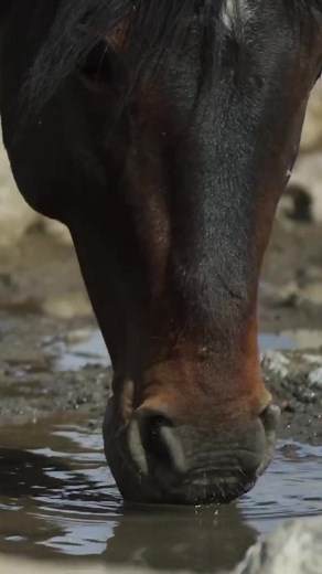 Where David Leads, the Horse Will Follow