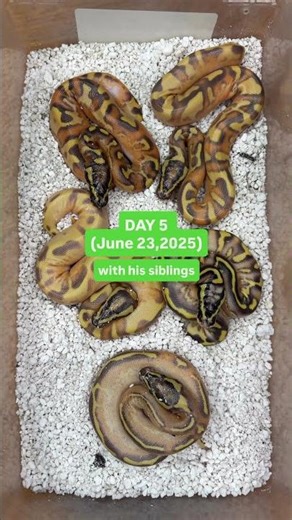 Ball Python Color Transformation😍🐍 OD Enchi Super Asphalt Edition🔥