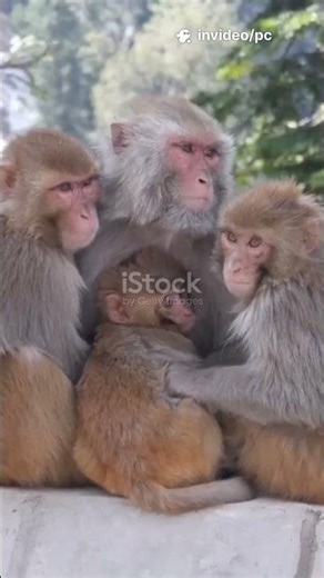 Monkeys Hold FUNERALS For Their Dead?