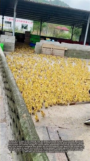 Duck Farm Management and the Growth Process of Ducklings