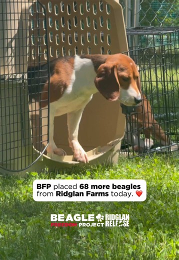 ❤️135 More Beagles Are Out of Ridglan Farms🎉 This week, 135 more beagles have left Ridglan Farms, with BFP coordinating placement for 68 of them alongside our partners at @dchsgiveshelter, @centerforahumaneeconomy, Wisconsin Puppy Mill Project, and Wisconsin Federated Humane Societies. ❤️ This morning, our team went into Ridglan Farms with DCHS staff members, carried the dogs out one-by-one, and carefully transported them to our triage site at DCHS, where volunteer veterinarians conducted initi