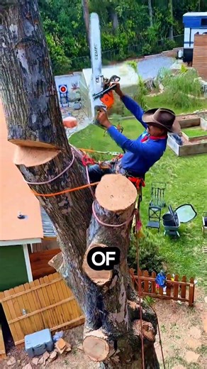 evidence of tolerance to trees #chainsaw #sawblade #tree #treecutting