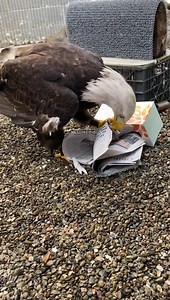 1.4K views · 105 reactions | ATSÁ'S ENRICHMENT: Atsá the Bald Eagle...